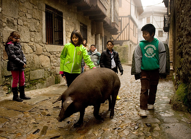 Pigs in Spain: Spanish Jamon Iberico Industry Prepares For Busy Christmas Period