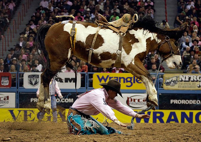 Lighter look: Saddle bronc competition at the National Finals Rodeo in Las Vegas