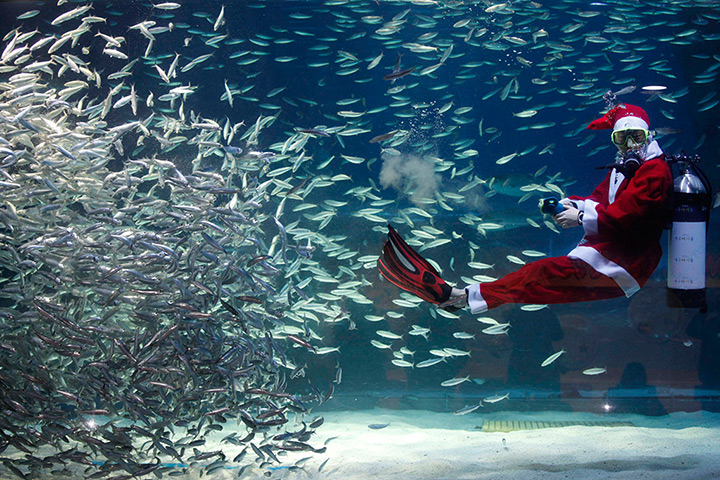 Lighter look: A diver dressed in a Santa Claus costume swims with sardines in Seoul 