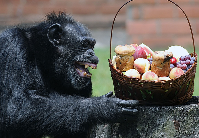 Lighter look: Yoko, a chimpanzee reacts after receiving a Christmas hamper