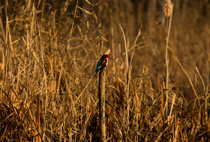 24 Hours: Srinagar, India: A Kingfisher sits on a pole at a wetland area