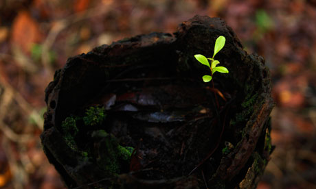 A sapling growing out of a dead tree stump