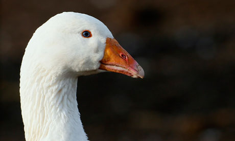 A goose stands in a field at Church Farm in Ardeley, southern England