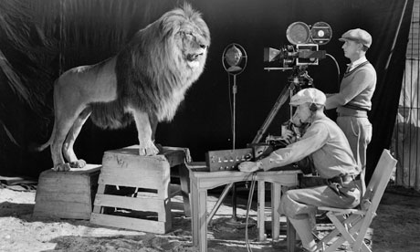 Filming lion