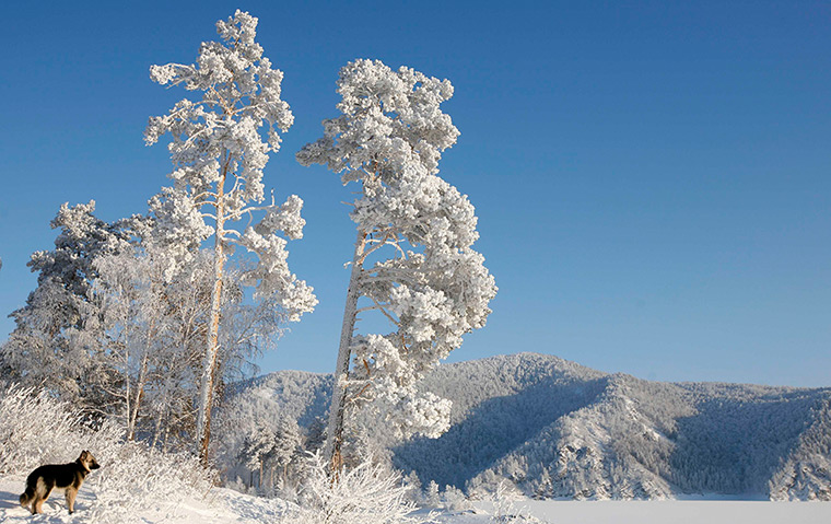24 hours: Siberia, Russia: A dog stands under trees covered with heavy hoarfrost