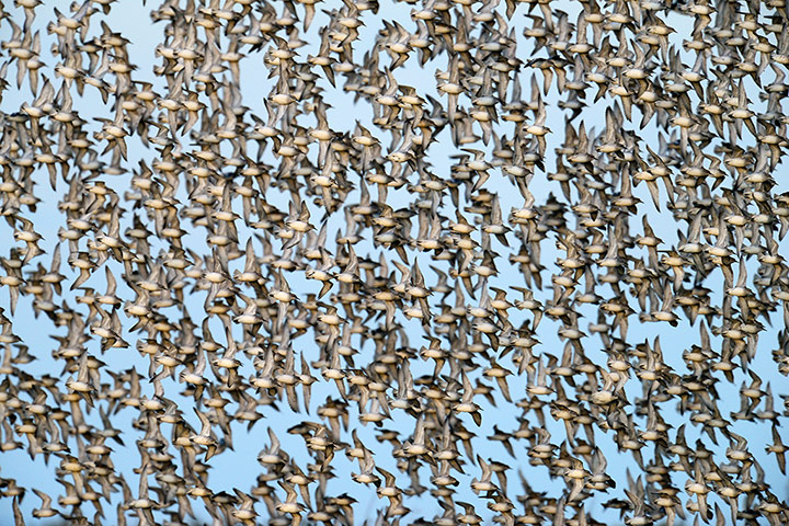 20 Photos: Thousands of Knots