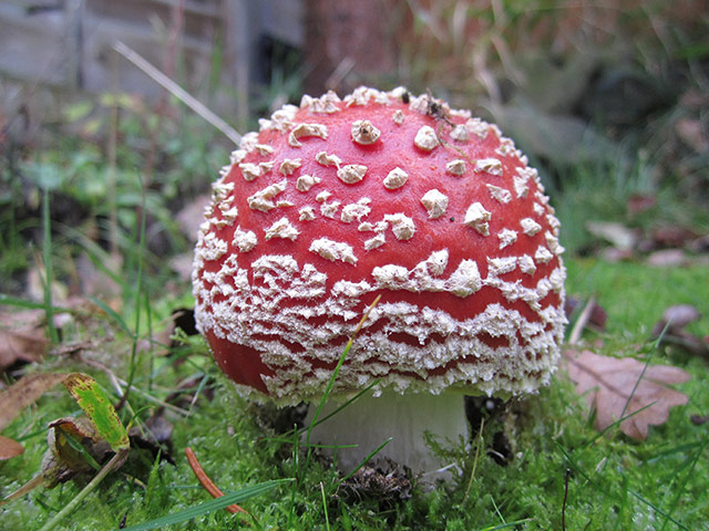 Your Pictures: fly agaric fungus that regenerates at the same place, same time every year
