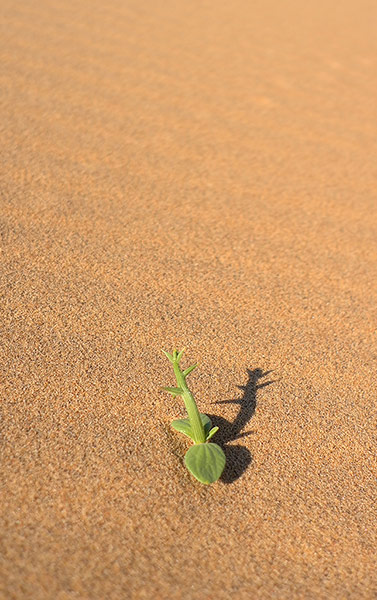 Your Pictures: Very little grows in the Namib Naukluft National Park.