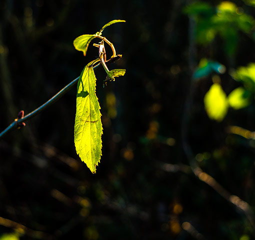 Your Pictures: Even in a frosty dell the sun has the power to regenerate a plant