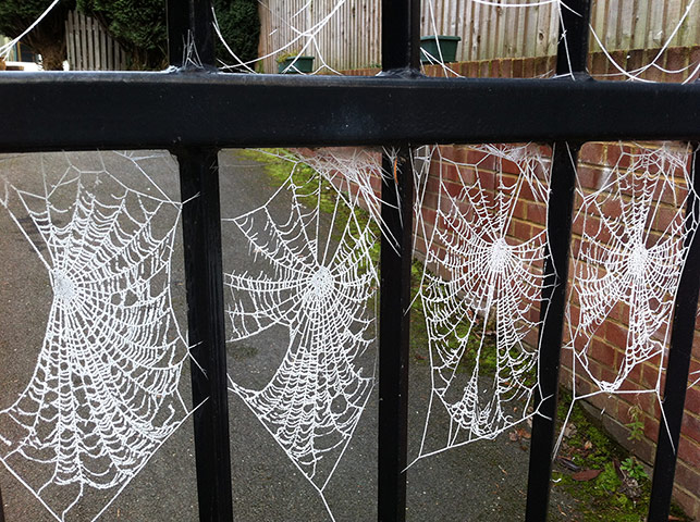 Your Pictures: Spider nets regenerated by the frost. 