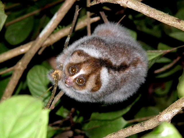 Week in Wildlife: Slow Loris