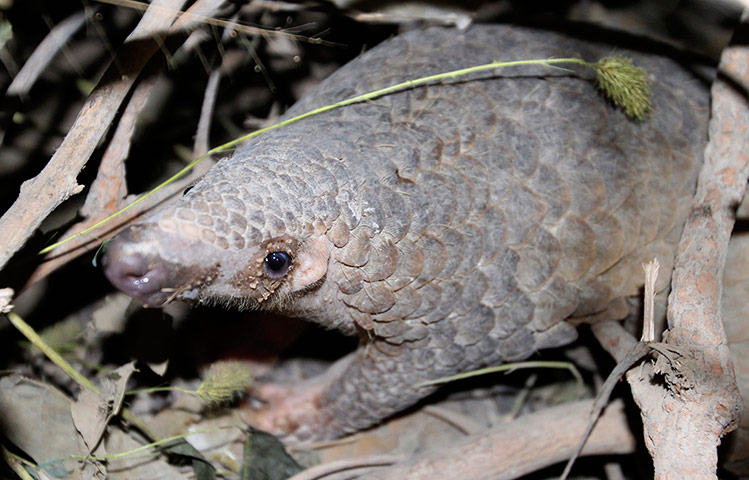 Week in Wildlife: A pangolin sits at the Pangolin Rehabilitation Center of Phnom Tamao Zoo