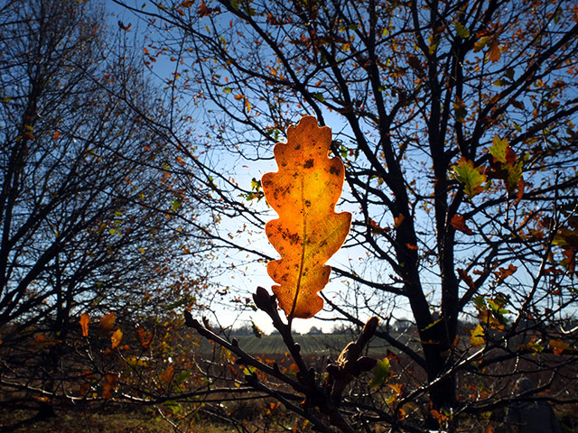Week in Wildlife: Winter, an oak leaf near Hoxne, Suffolk