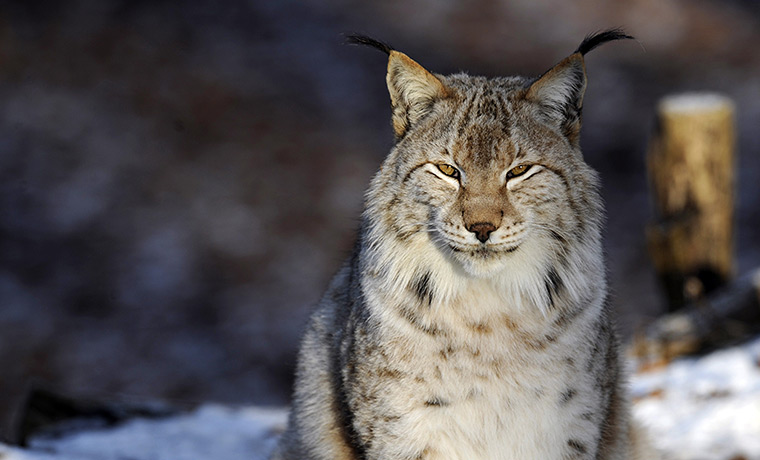 24 hours: Rhodes, France: A female Eurasian Lynx