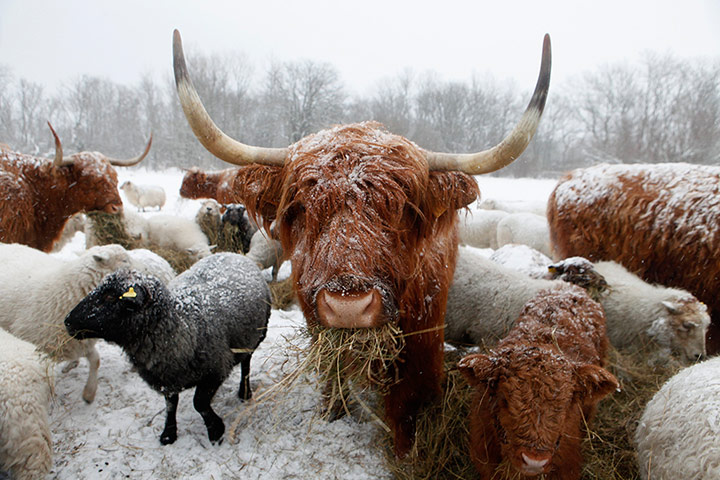 Living in a freezer: A Scottish Highland cattle eats its feed