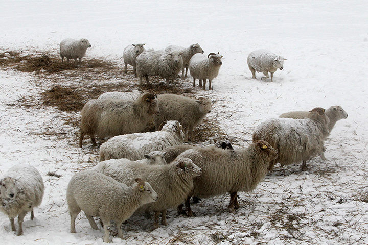 Living in a freezer: Sheep stand in the snow on Osmussaar island
