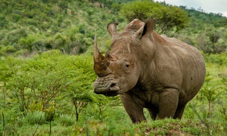 White rhino