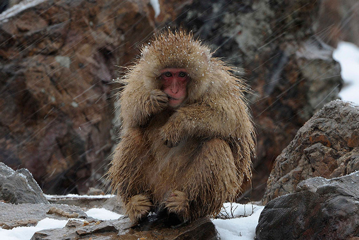 24 hours in pictures: A baby Japanese Macaque eats during a snowfall at a wildlife zoo