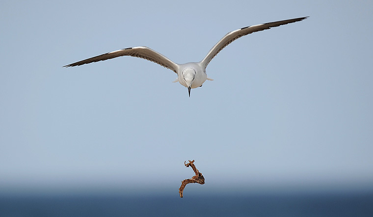 24 hours in pictures: A seagull drops food as it flies on the sea front