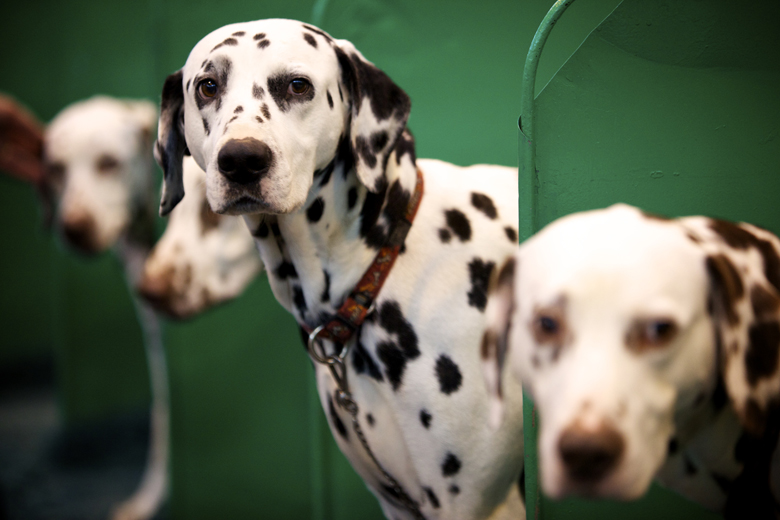 Dalmatians at Crufts
