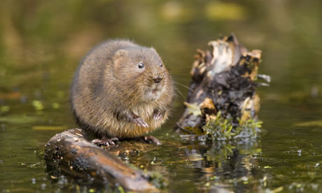 Water vole, Arvicola amphibius, in Derbyshire