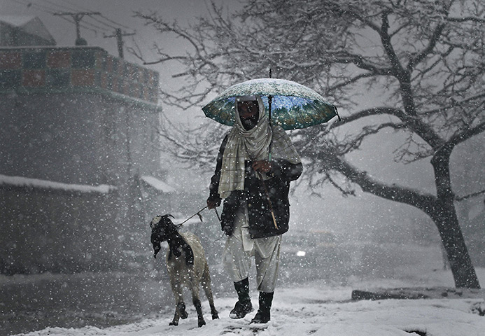 24 hours in pictures: An Afghan man walks with his goat in Kabul