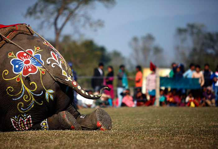 24 hours in pictures: Decorations on an elephant are seen during an elephant beauty contest 