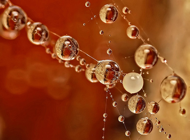 24 hours in pictures: Semi-frozen water droplets resting on spider web