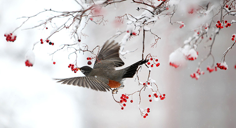 24 hours in pictures:  A hungry Robin dines on Hawthorne berries