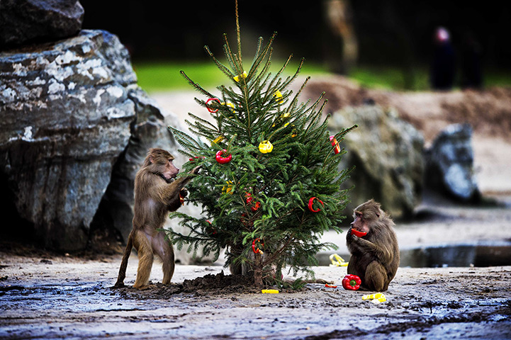 24 hours in pictures: Hamadryas baboon (Papio hamadryas) eat peppers off a christmas tree