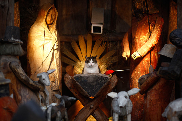 24 hours in pictures: A cat sits at the nativity scene outside a church