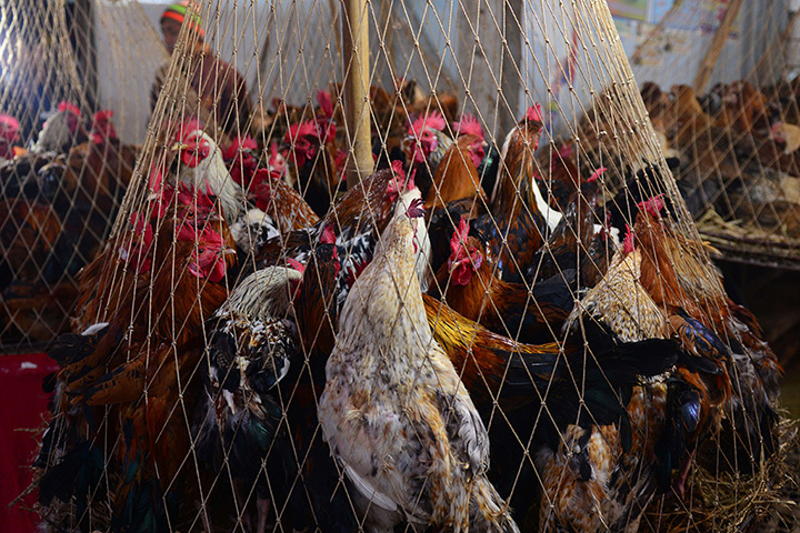24 hours in pictures: Live chickens stand inside a cage on sale at a market in Dhaka