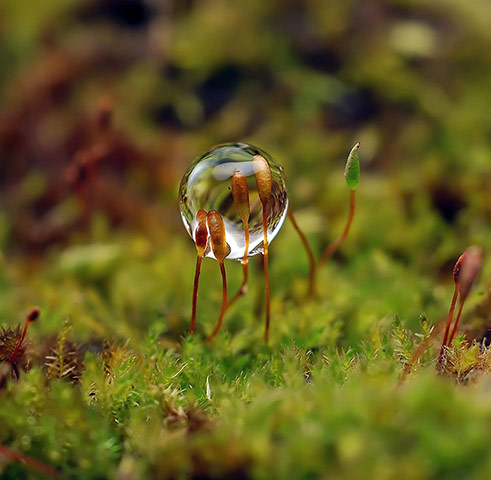 Droplets Gallery: Droplets by Andrew Osokin