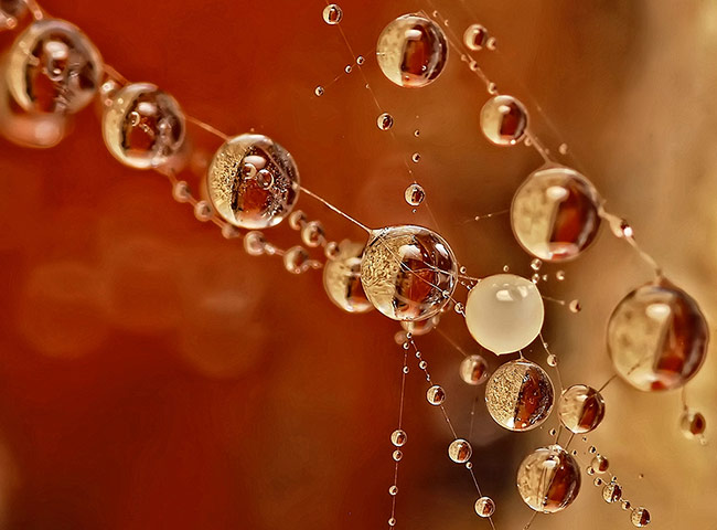 Droplets Gallery: Droplets by Andrew Osokin