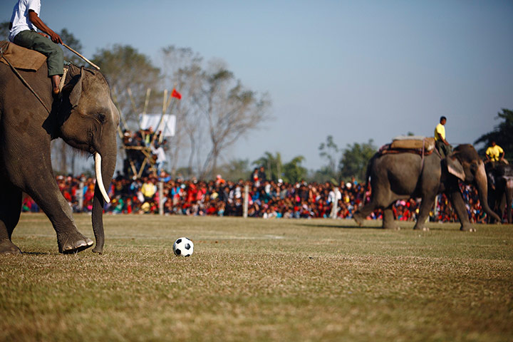 The week in sport: Elephant football