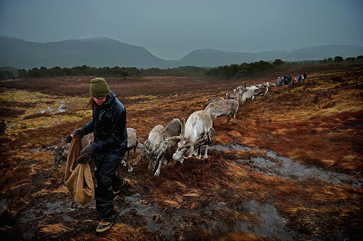 20 Photos: The Cairngorm Reindeer Herd Prepare For Christmas