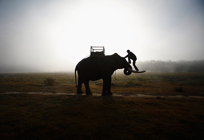 20 Photos: A mahout climbs his elephant near the Chitwan National Park in Nepal