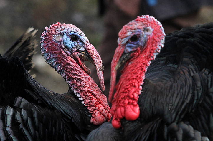 24 hours: Turkeys are seen in the village of Baldu