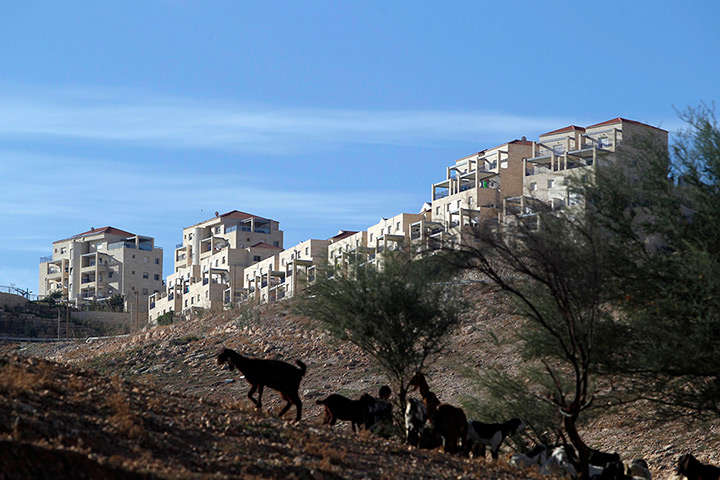 E1 project: Goats graze near the Jewish settlement of Maale Adumim near Jerusalem 