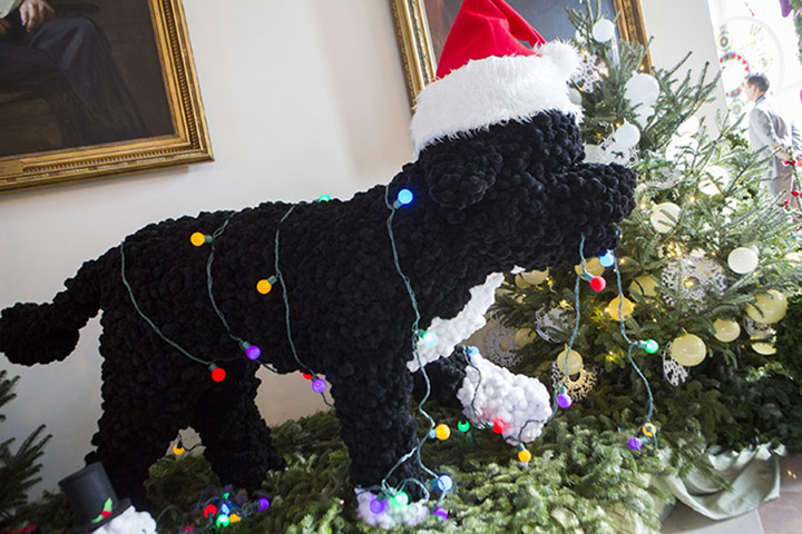 White House Christmas: Bo