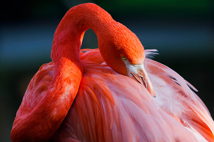 24 hours: A flamingo at the Antwerp's Zoo