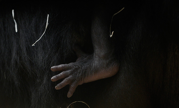 24 hours: Prague, Czech Republic: An eight-day-old baby baby gorilla 