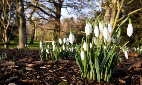 Snowdrops