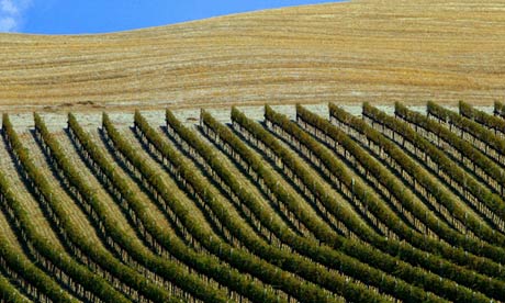 A vineyard near the Tuscan town of Montalcino in Italy