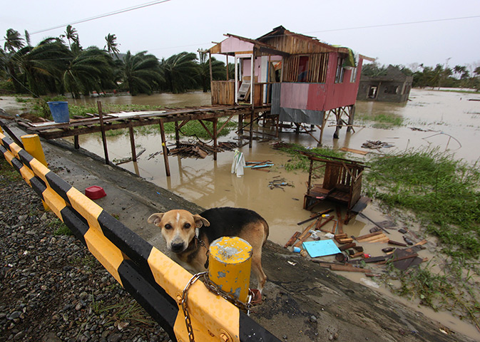 Typhoon Bopha: A dog is chained near a damaged house in Compostela Valley