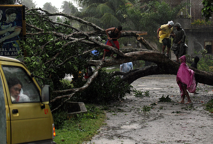 Typhoon Bopha: Residents cut trees that block the road in Mabini 