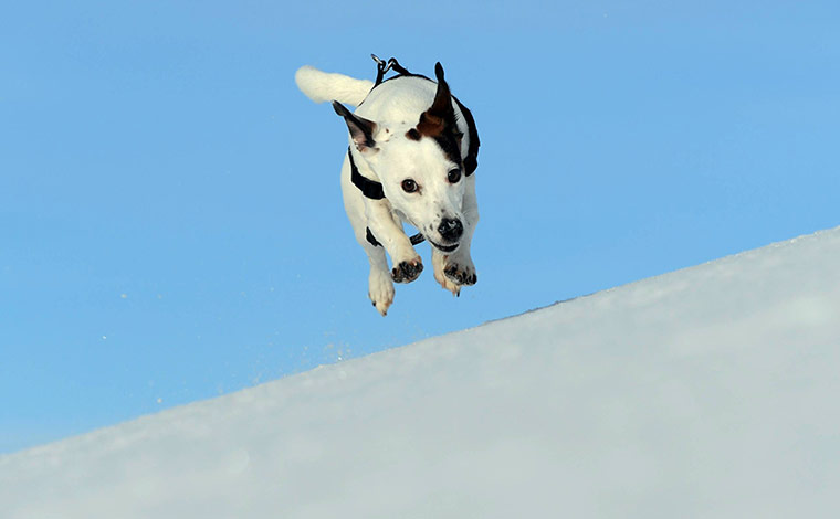 Comedy pictures: Alfie the Jack Russell in County Durham enjoys the snow