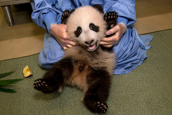 Comedy pictures: A baby panda gets a health check at San Diego Zoo