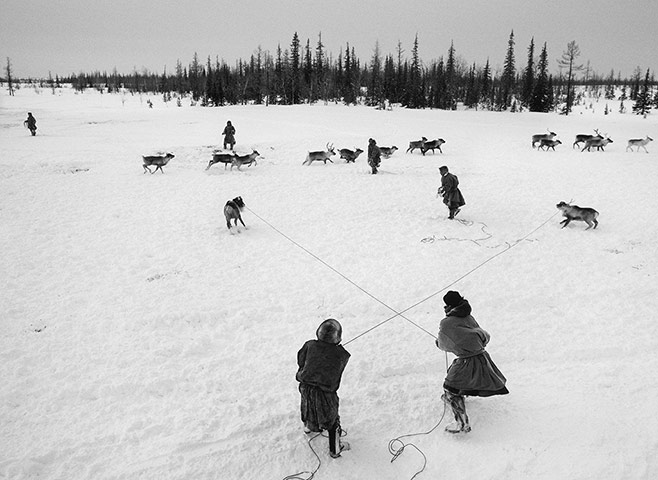 Salgado: The Nenets are the true cowboys of Siberia