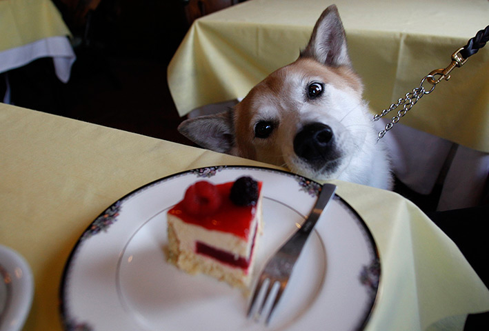 24 hours: Tokyo, Japan: A dog looks at a dog-friendly take on Japan's Christmas cake